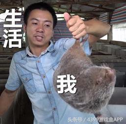 手游《竹鼠！活下去》试玩体验，头铁活到了83关了，还结婚了