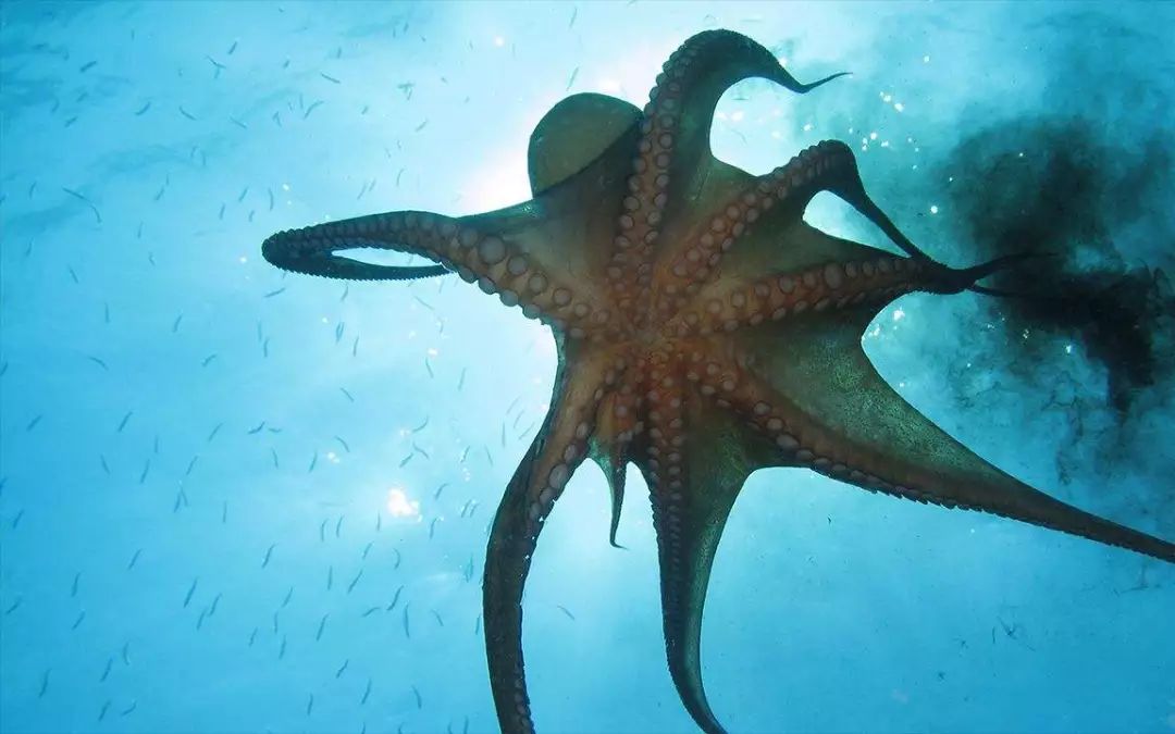 臻迪百科（014）｜章鱼这家伙没准比你还聪明