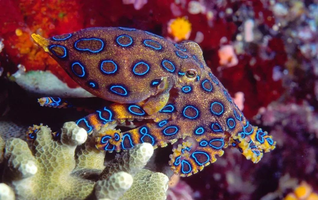 臻迪百科（014）｜章鱼这家伙没准比你还聪明