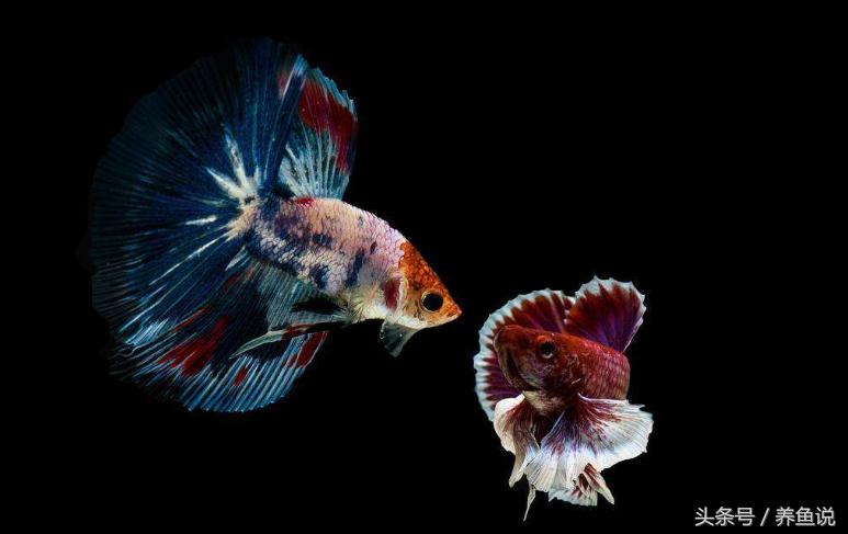 硝化细菌真的有用吗养鱼老道,鱼缸里硝化细菌能起到净水作用吗