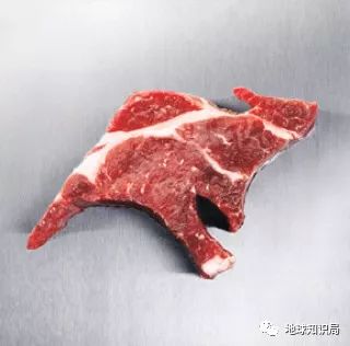 袋鼠能不能吃食物,巨型袋鼠吃什么