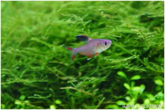 矮珍珠养护注意事项,矮珍珠草坪造景