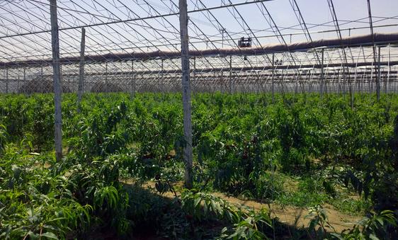 大棚栽植油桃，扣棚后如何管理，需要注意哪些内容