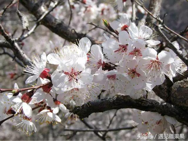 伊犁最美旅游风景区,伊犁旅游攻略探索最美风光