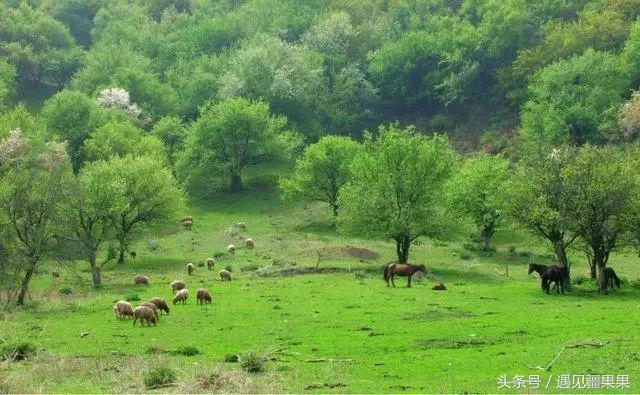 伊犁最美旅游风景区,伊犁旅游攻略探索最美风光