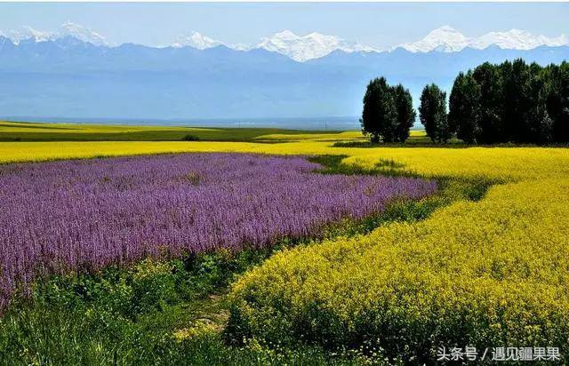 伊犁最美旅游风景区,伊犁旅游攻略探索最美风光
