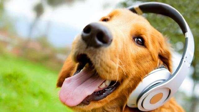 常被误解的4个狗狗肢体语言,狗狗的肢体语言你了解吗