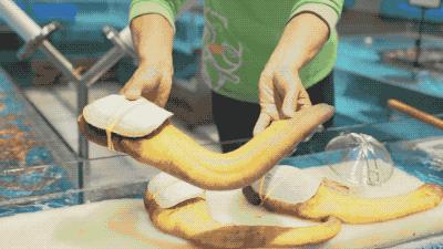 逛水族馆满脑子都是海鲜,水族馆里的海鲜