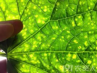 如何科学区分和防治黄瓜病害