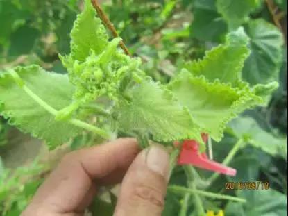 如何科学区分和防治黄瓜病害