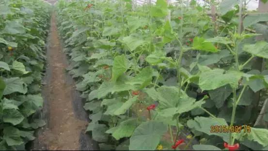 如何科学区分和防治黄瓜病害