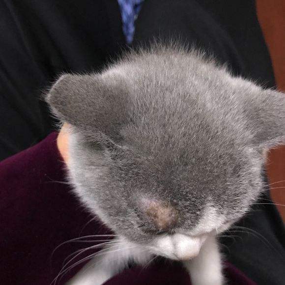 猫咪额头和耳朵秃了是怎么回事,猫咪头顶两侧为什么秃