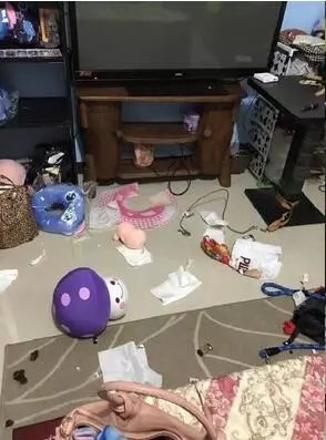 三招训狗,如何训3岁狗的教程