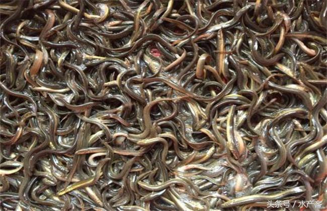 泥鳅养殖前景和利润如何,泥鳅养殖成本和利润