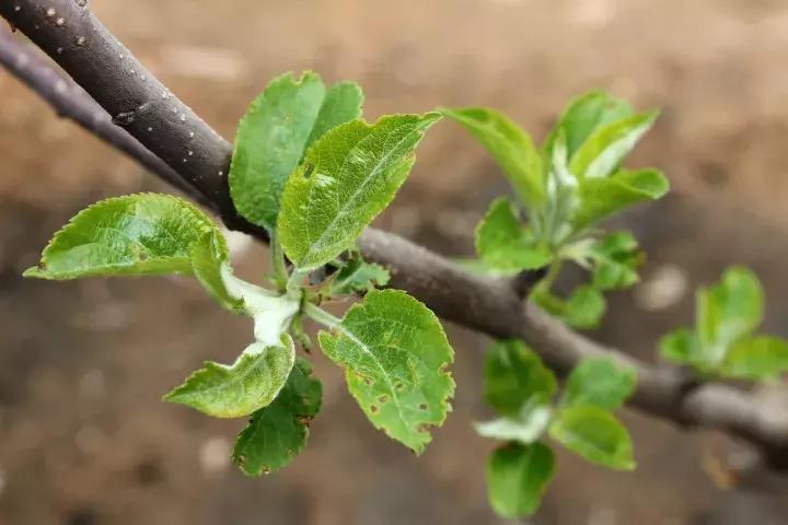 果树病虫害防治时间表,桃树休眠期病虫害防治
