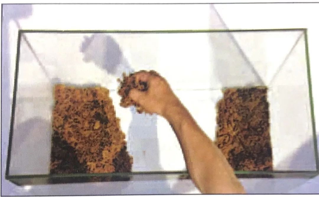 盆景十二技法图片讲解榕树,盆景十二技一法口诀