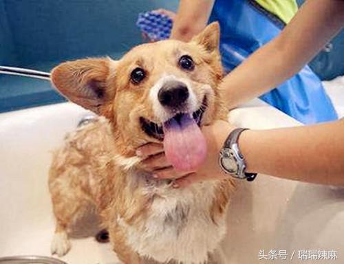 什么药对狗癣最有效果，狗长癣怎么治用什么药好？