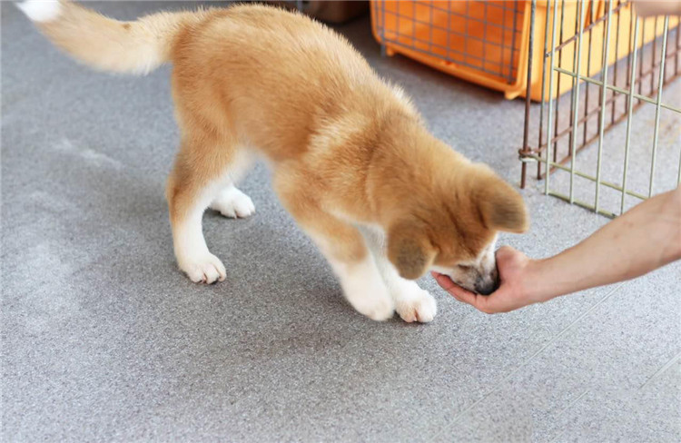 狗狗长肉罐头推荐,狗狗最好的罐头