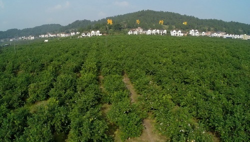 安岳美丽的风景,四川安岳县的城市的风景