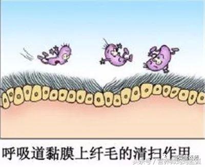 抵抗力差经常咳嗽吃什么好,感冒咳嗽饮食食谱医生建议