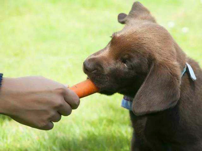 阿拉斯加肥胖的影响,阿拉斯加过于肥胖