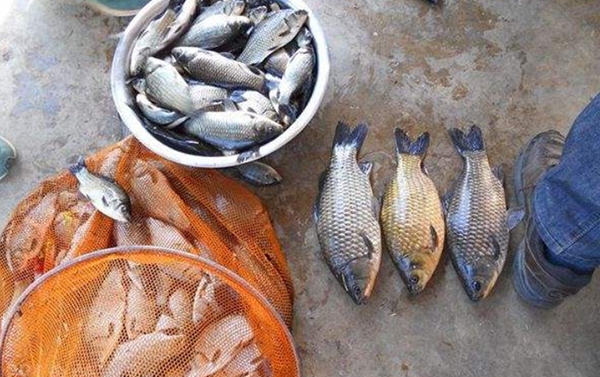 野钓鲫鱼冬天用什么小药,冬钓鲫鱼五不钓