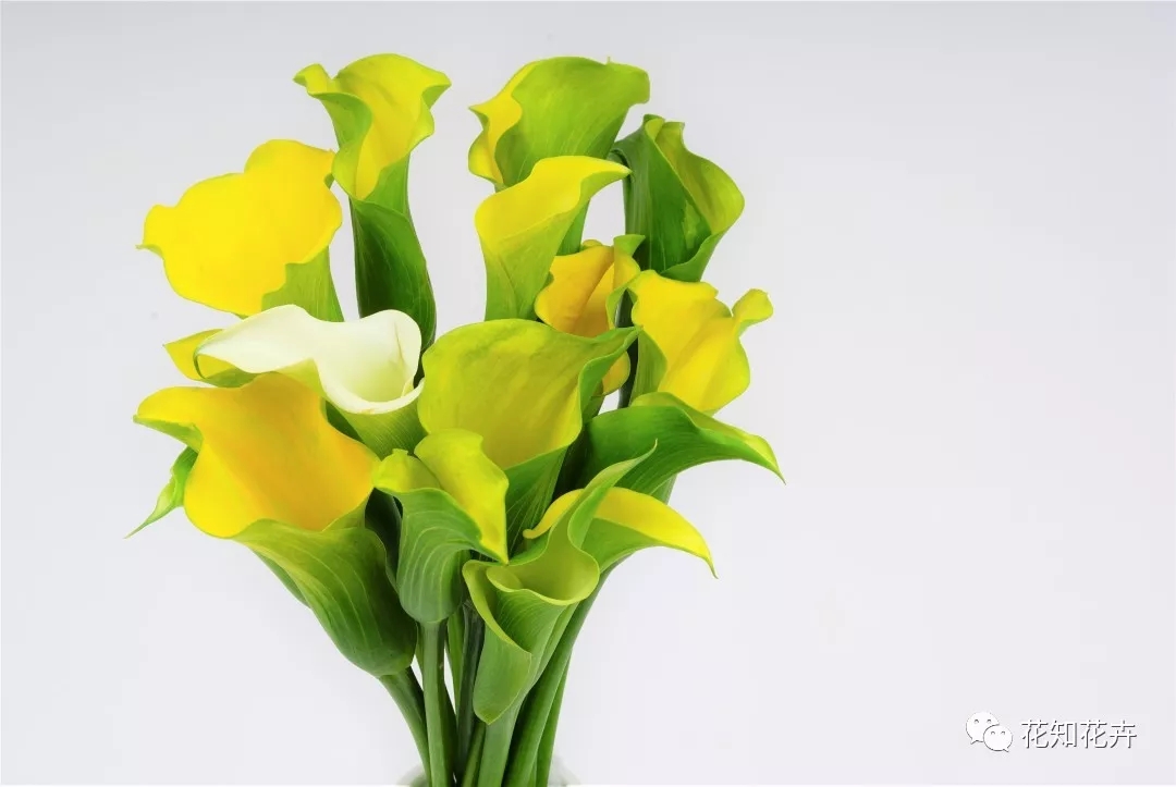 马蹄莲和海芋哪个贵,海芋和马蹄莲区别是什么