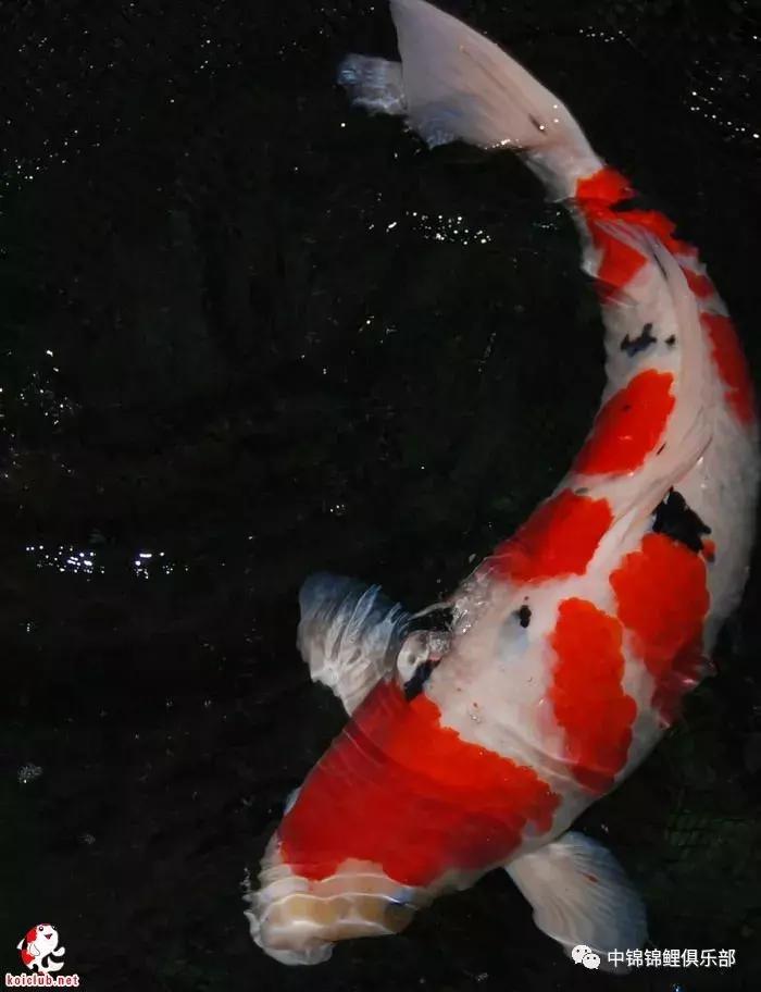 买锦鲤是集中买还是一条条买,买锦鲤买多大的合适