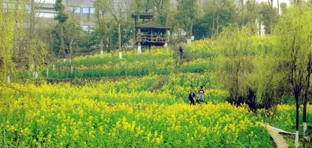 四川美院有哪些,美院介绍