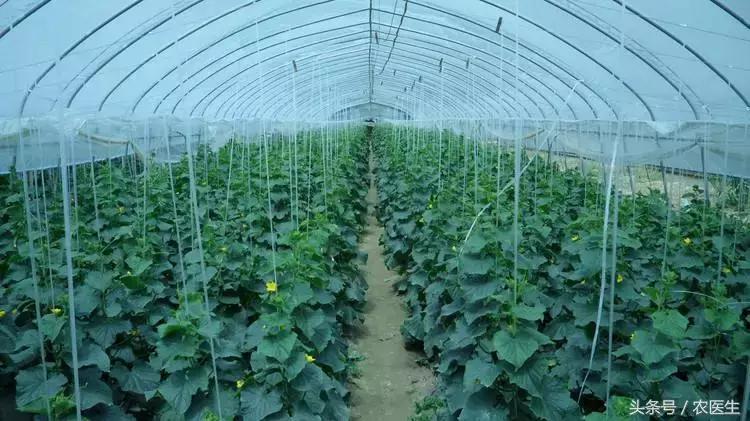 秋冬季节温度降低,用了它助力地温提升,预防蔬菜低温病害不用愁