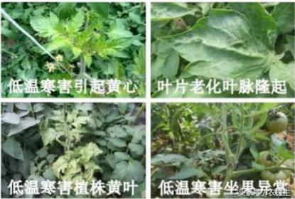 秋冬季节温度降低,用了它助力地温提升,预防蔬菜低温病害不用愁