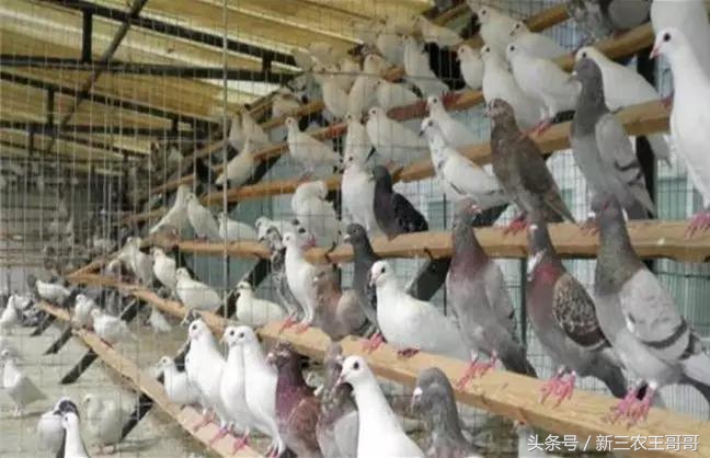鸽子养殖成本和利润,鸽子养殖技术