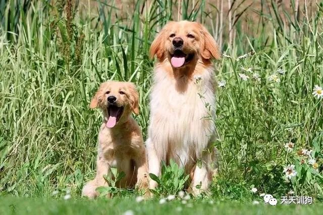 养狗教育知识大全,小奶狗的养狗知识