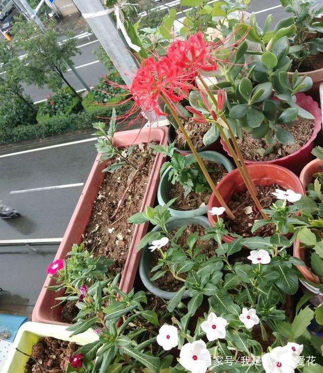 彼岸花冬天怎么养护,彼岸花日常养护