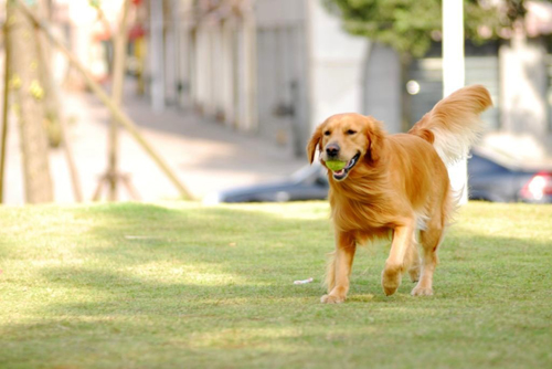 一出门狗狗就拆家怎么办,一出门狗狗就跟着怎么办