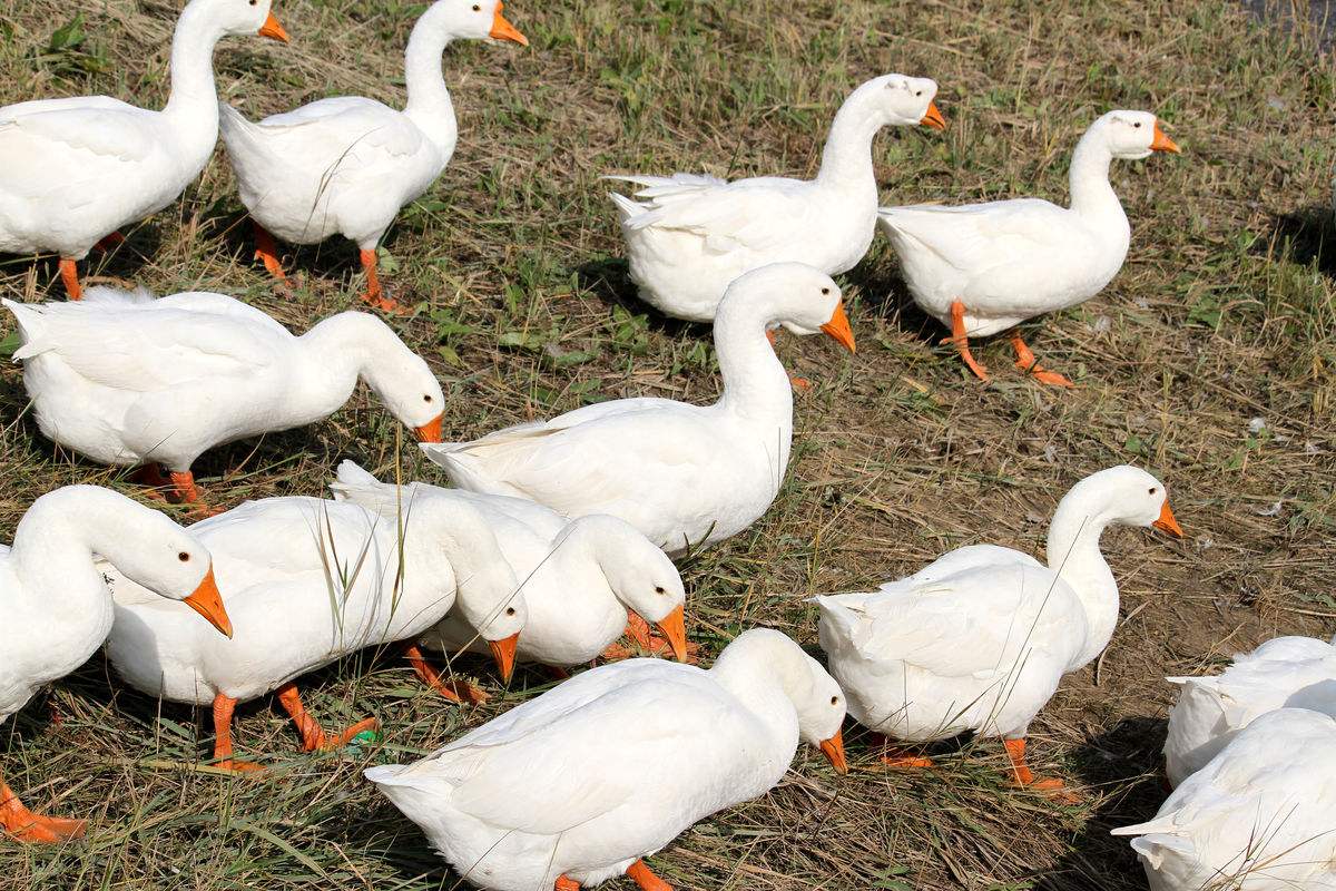 鸡最怕的克星是老鼠,鸡最怕什么动物