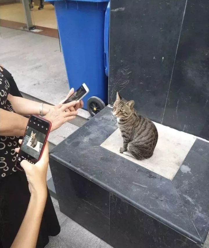 总有一只情绪稳定的猫,一只很有格局的猫