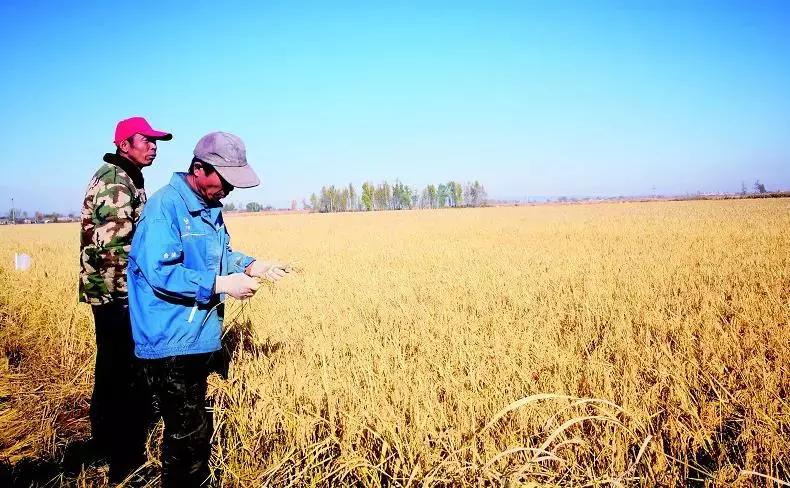 吉粳511和吉粳81,吉粳511多少钱一斤