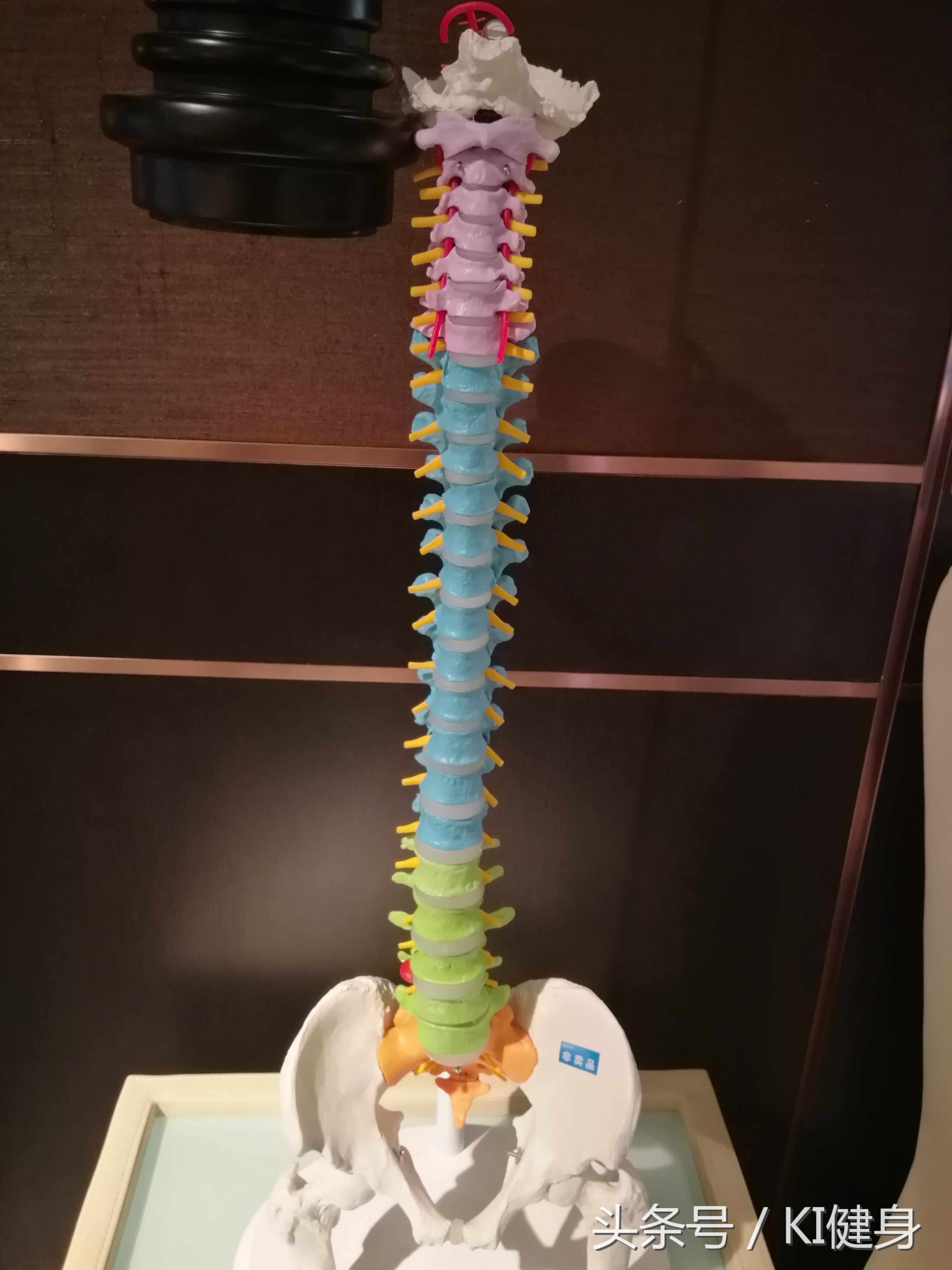 kiki健身背部展示,kiki健身肌肉什么水平