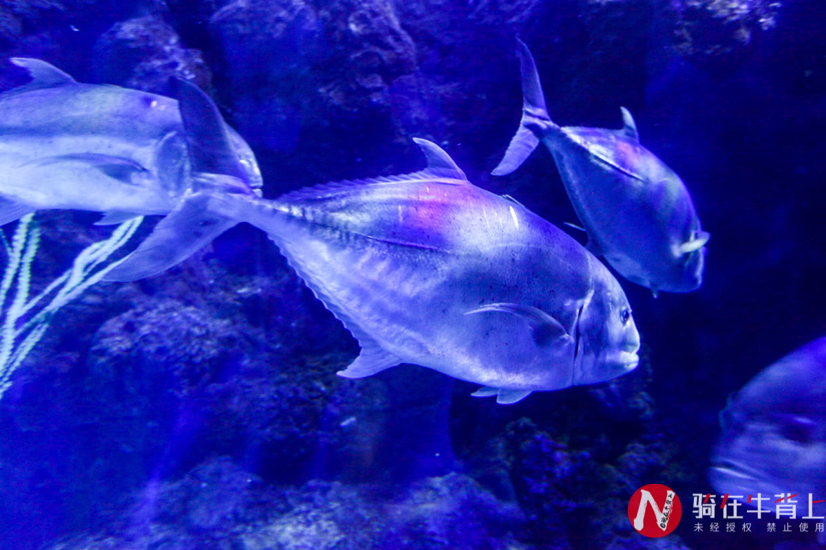 浙江性价比最高的海洋馆,高德免费预约台州海洋馆门票