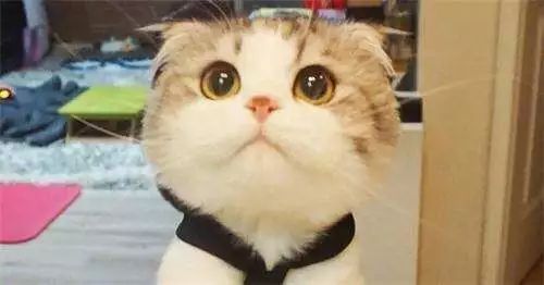 耳螨的日常护理,准备几样东西