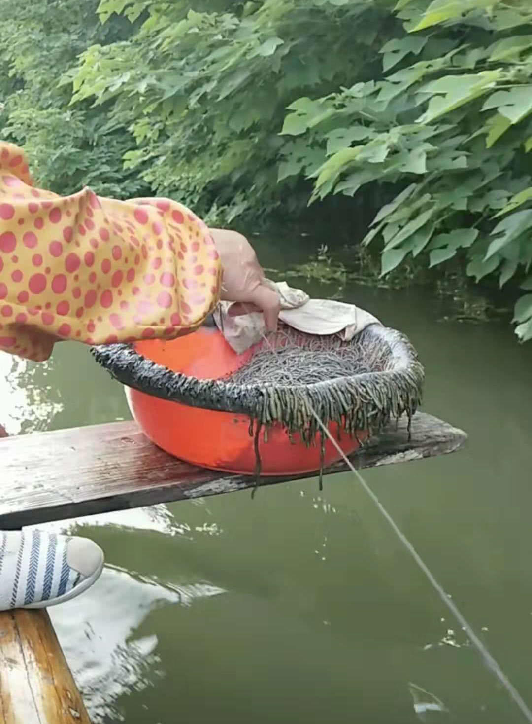 诱捕甲鱼的方法,诱捕野生甲鱼的最快方法视频