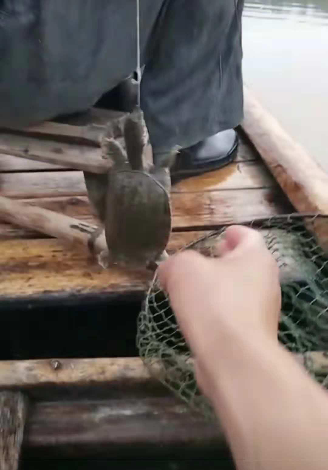 诱捕甲鱼的方法,诱捕野生甲鱼的最快方法视频