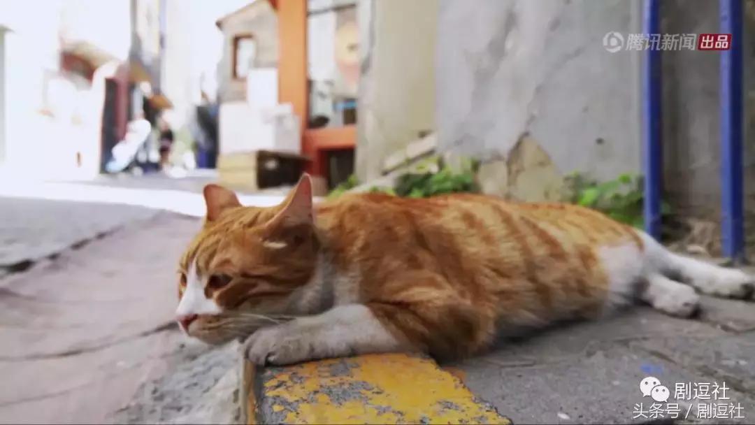 锵锵三人行李敖,锵锵三人行谈中国电影