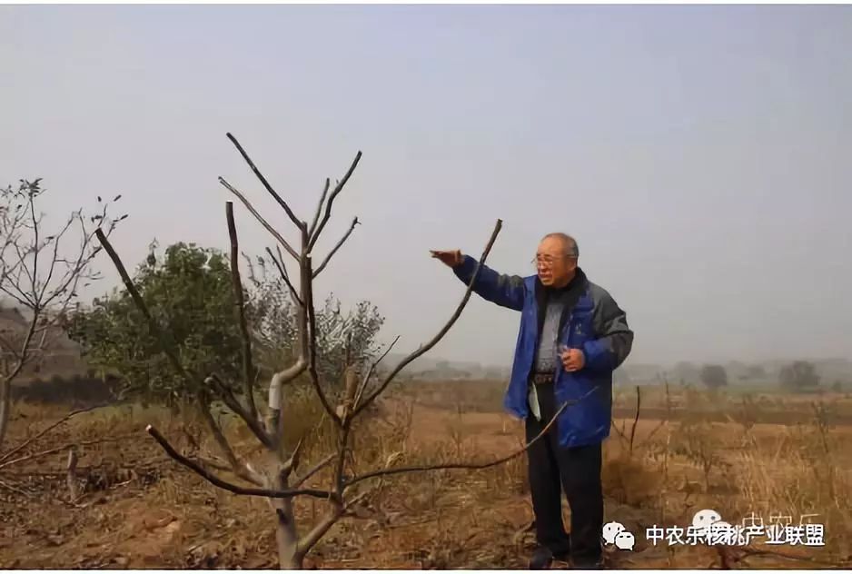 怎样让核桃快速发芽,盛果期核桃修剪最佳时期