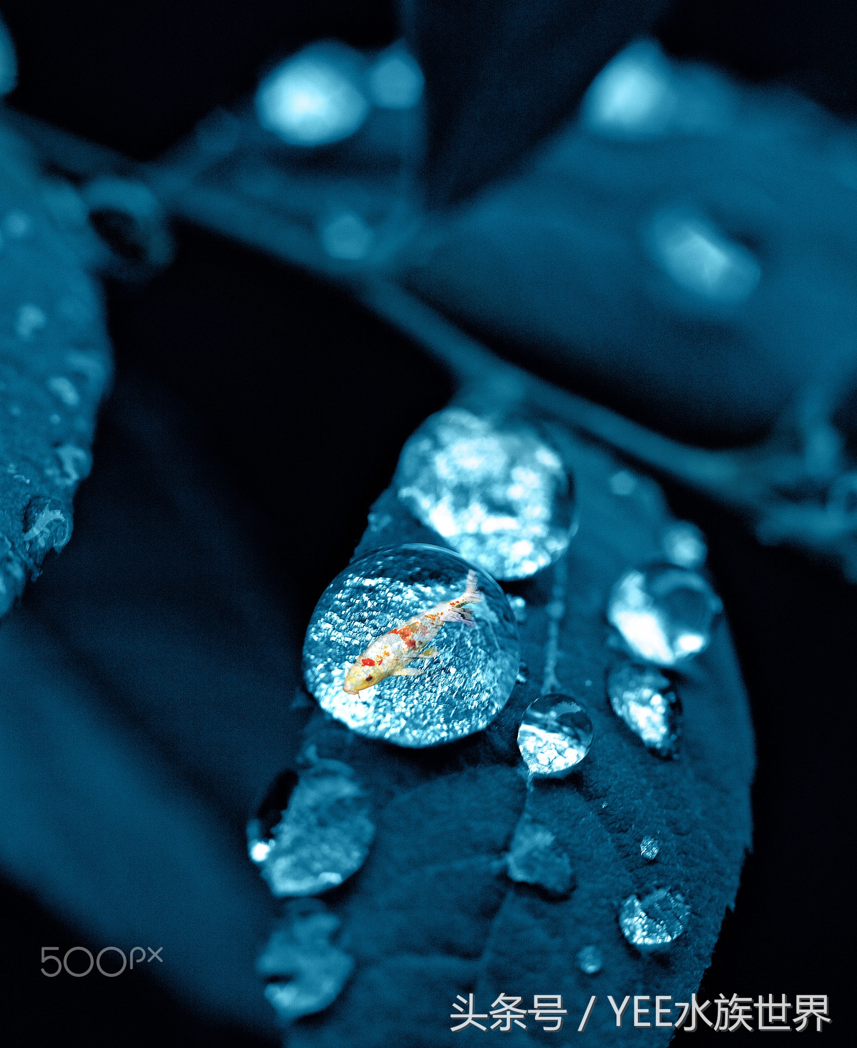 水发白硝化细菌崩溃需要加么,鱼缸硝化细菌崩溃几天能恢复