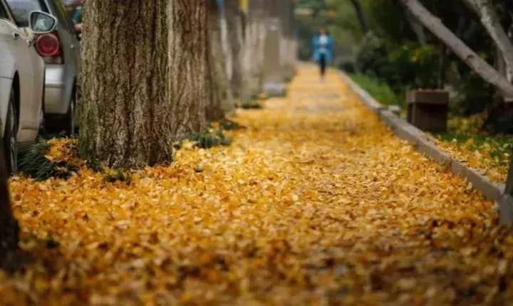 苏州上方山银杏景点,苏州银杏树拍照打卡攻略