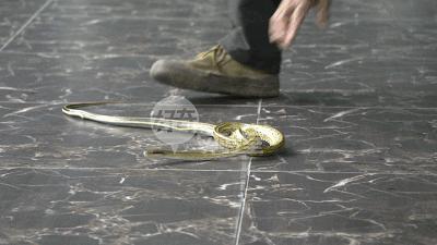 蛇和蛇打结会自己解开吗,蛇打个死结能自己解开吗