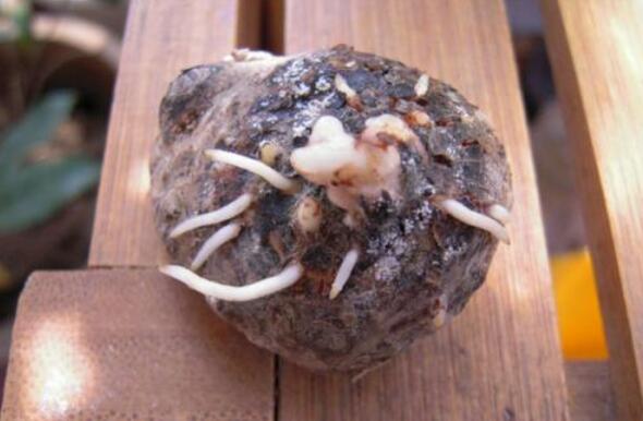 刚买来的球根马蹄莲的养殖方法,马蹄莲烂了的球根修剪后晾多久