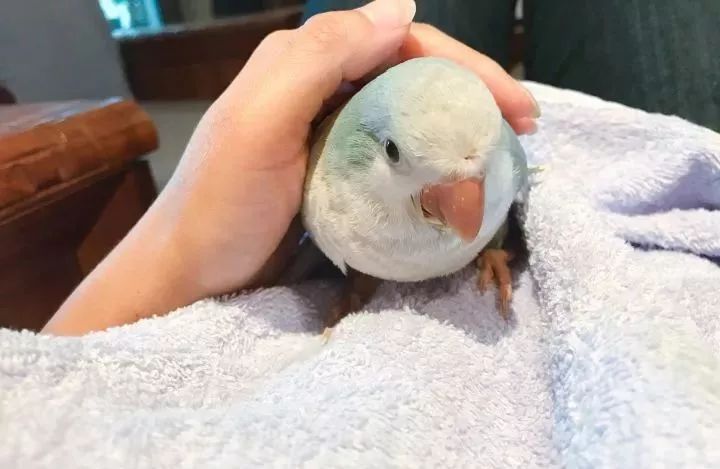 新手养的鹦鹉各优缺点,养鹦鹉少走30年弯路